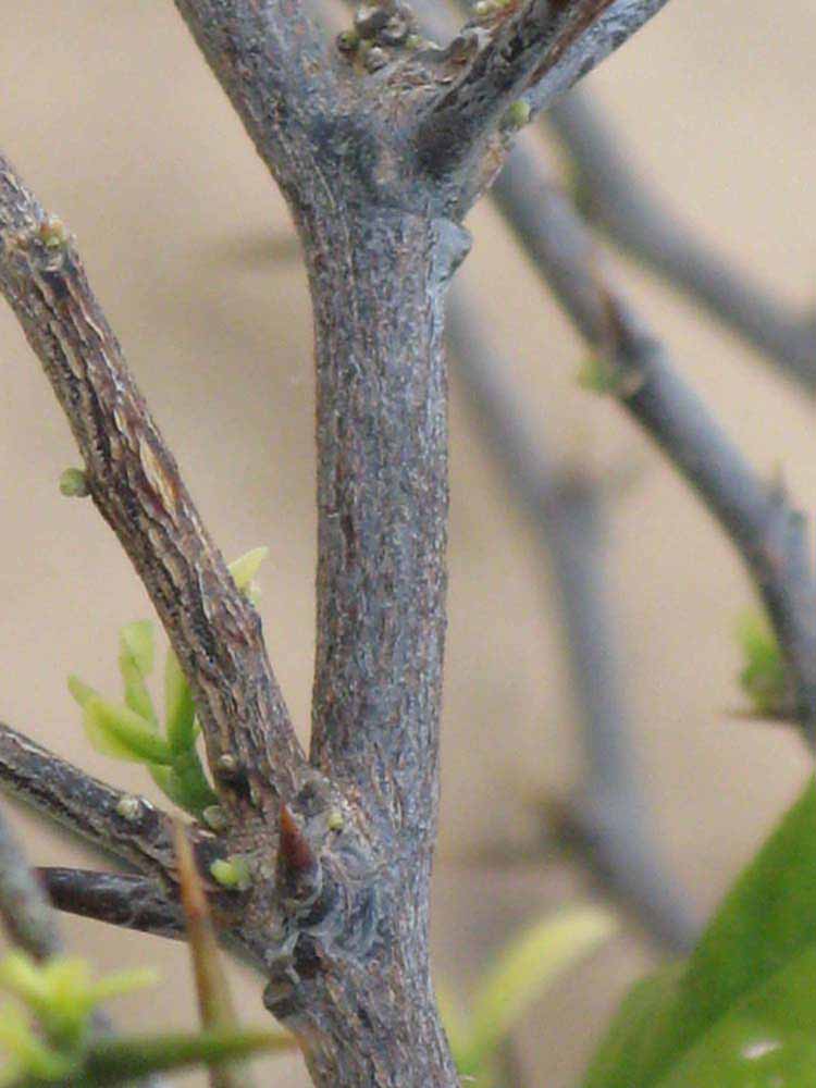              Second - third year twig (Riverside, CA)       